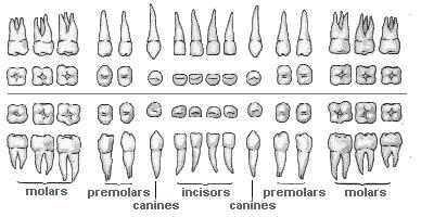 tooth root sizes